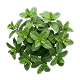 Menta