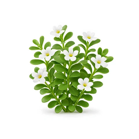 Bacopa monnieri