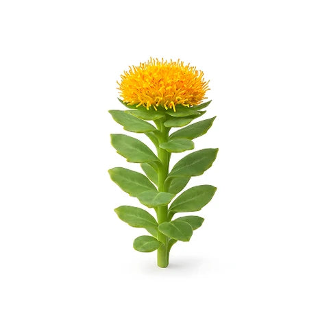 Rhodiola rosea